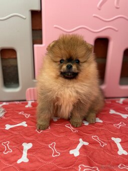 Pomeranian s PP - 2