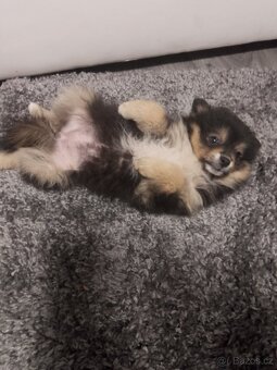Pomeranian black and tan - 2
