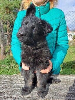 Německý ovčák - štěňata - 2