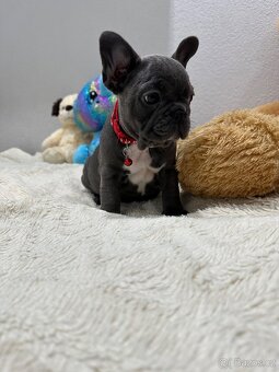 Francouzský buldoček modrý - 2