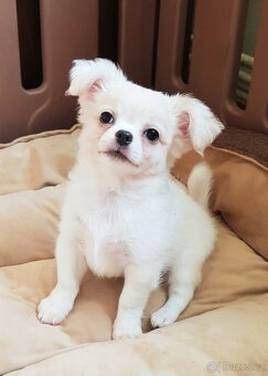 Dlouhosrstá čivava - 2