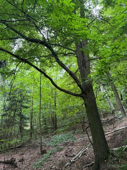 Prodej lesního pozemku v k.ú. Radimovice u Sychrova - 2