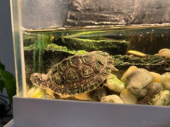 Želvy + akvárium - 2
