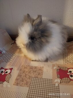 Zakrslý králík Teddy - 2