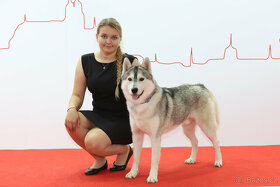 Sibiřský Husky krytí - 2