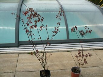 Javor Atropurpureum - 2