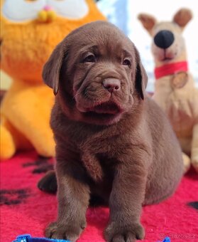 Labrador retrievr -štenatka s PP - 2