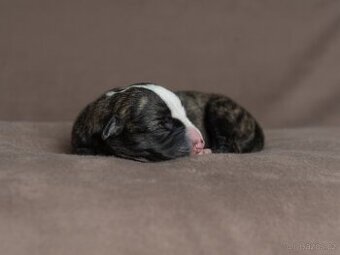 Vipet- Whippet štěňátka: Začátek nové kapitoly. - 2