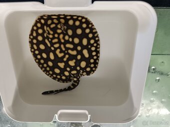 Potamotrygon BD. - 2