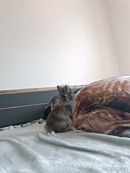 Nabízím zakrslého králíčka i s příslušenstvím - 2