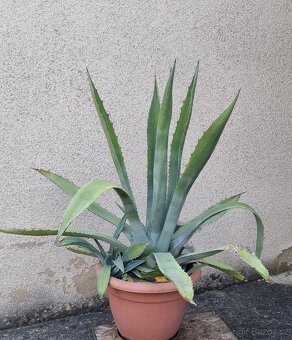 Agave Americana - 2