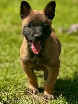 BELGICKÝ OVČÁK MALINOIS - 2