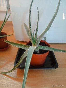 Aloe vera - 2