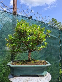 Bonsai,Bonsaj Azalka - 2