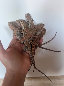 Agama vousata - 2