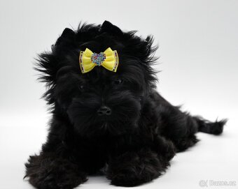 yorkshire terrier black s PP - 2