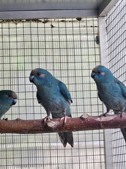 PRODÁM KAKARIKI RUDOČELÉ-MODRÁ STRAKA - 2