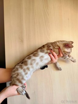 Bengálský Mink kocourek s PP - 2