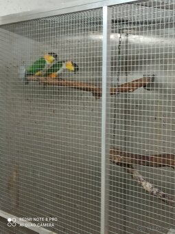 Prodám amazónky - 2