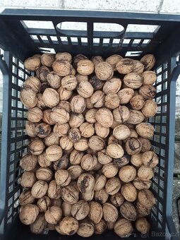 Vlašské ořechy - 2