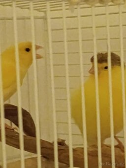 kanárek - 2