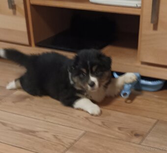 Australský ovčák s PP - 2