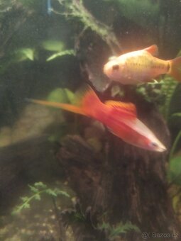 Akvarijní ryby - 2