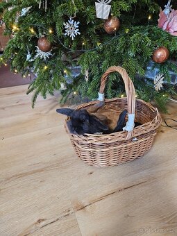 Zakrslý králík - 2