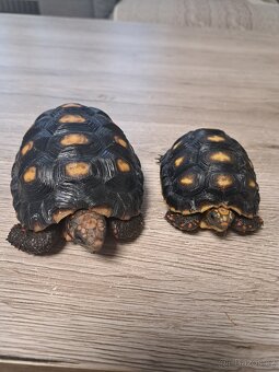 Suchozemská želva uhlířská - 2