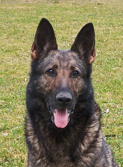 Německý ovčák - štěňata - 2