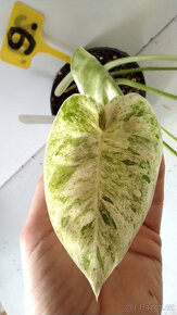 Philodendron různé druhy pokojovka - 2