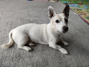 Nabizime psa ke krytí Jack Russell Terier - 2