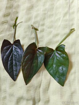 Syngonium 2 druhy Batik a Red arrow - 2