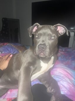 American bully - 2