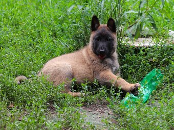 Belgický ovčák - Malinois - krásné fenky pouze s PP - 2