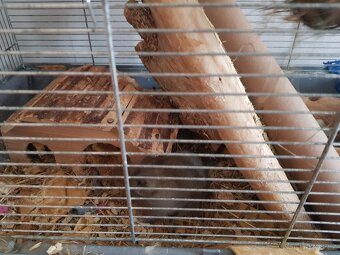 Osmák degu - 2
