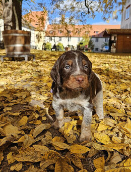 Epagneul Picard či Pikardský ohař - 2