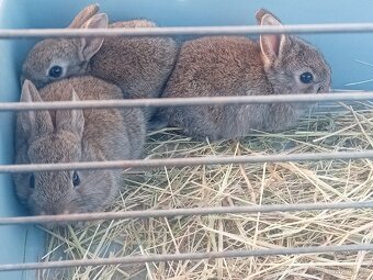 Prodám zakrslé králíčky - 2