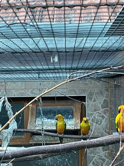 Aratinga sluneční - 2