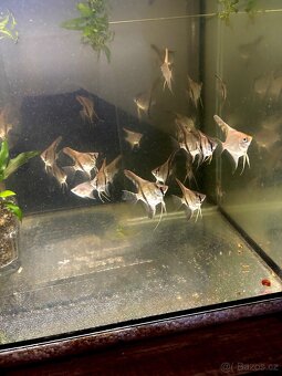 Skalára amazonská - 2