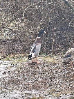 Indický běžec - 2