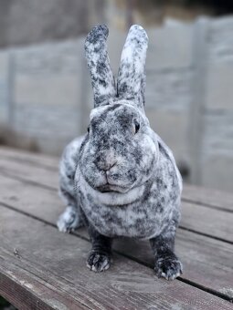 Samice rhönského rexe - 2