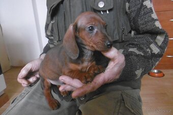 Prodej  jezevčíků - 2