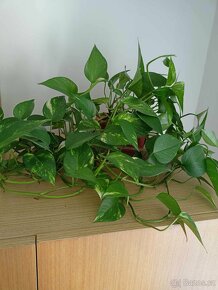 Pokojové rostliny Pothos - 2