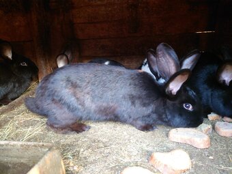 Prodam mladé samice - 2