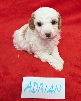 PUDL TRPASLIČÍ VÍCEBAREVNÝ s PP pes - 2