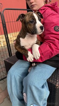 Americký stafordširský terier - 2