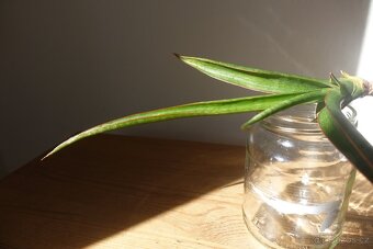 Sukulent, tchynin jazyk, Sansevieria - 2