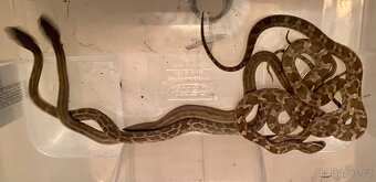 Pantherophis emoryi F3 Texas - 2