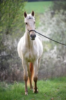Lusitano klisna PSL v exkluzivní barvě palomino DUN - 2